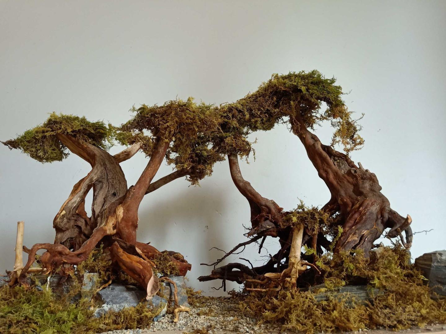 雨林杜鹃根组合