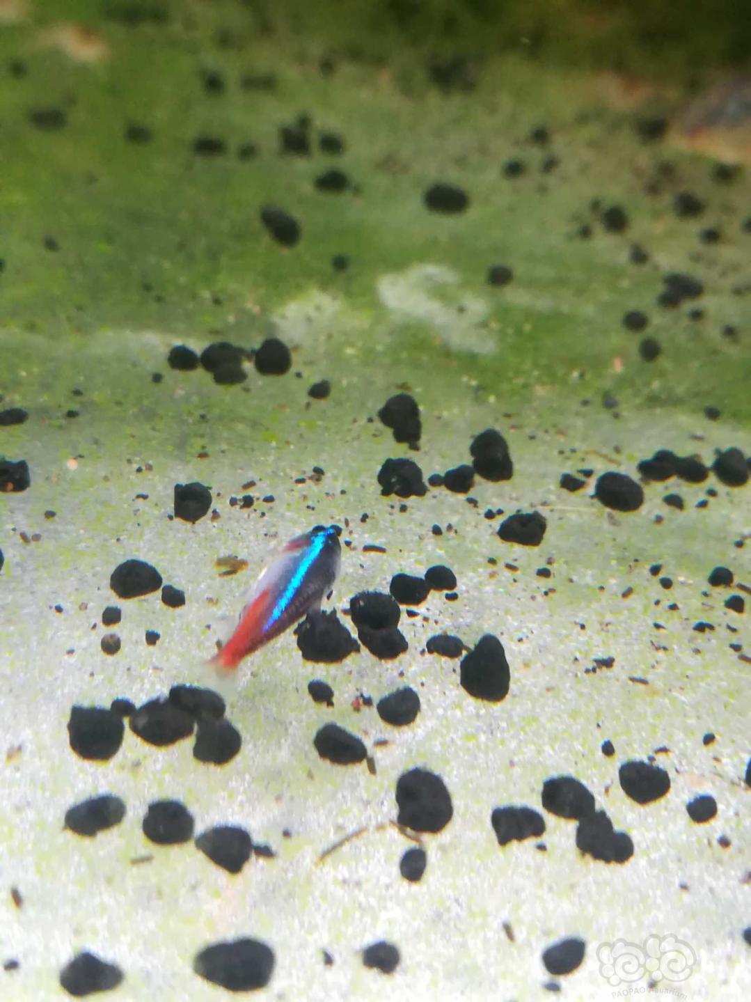 红绿灯鱼繁殖鱼卵图片图片