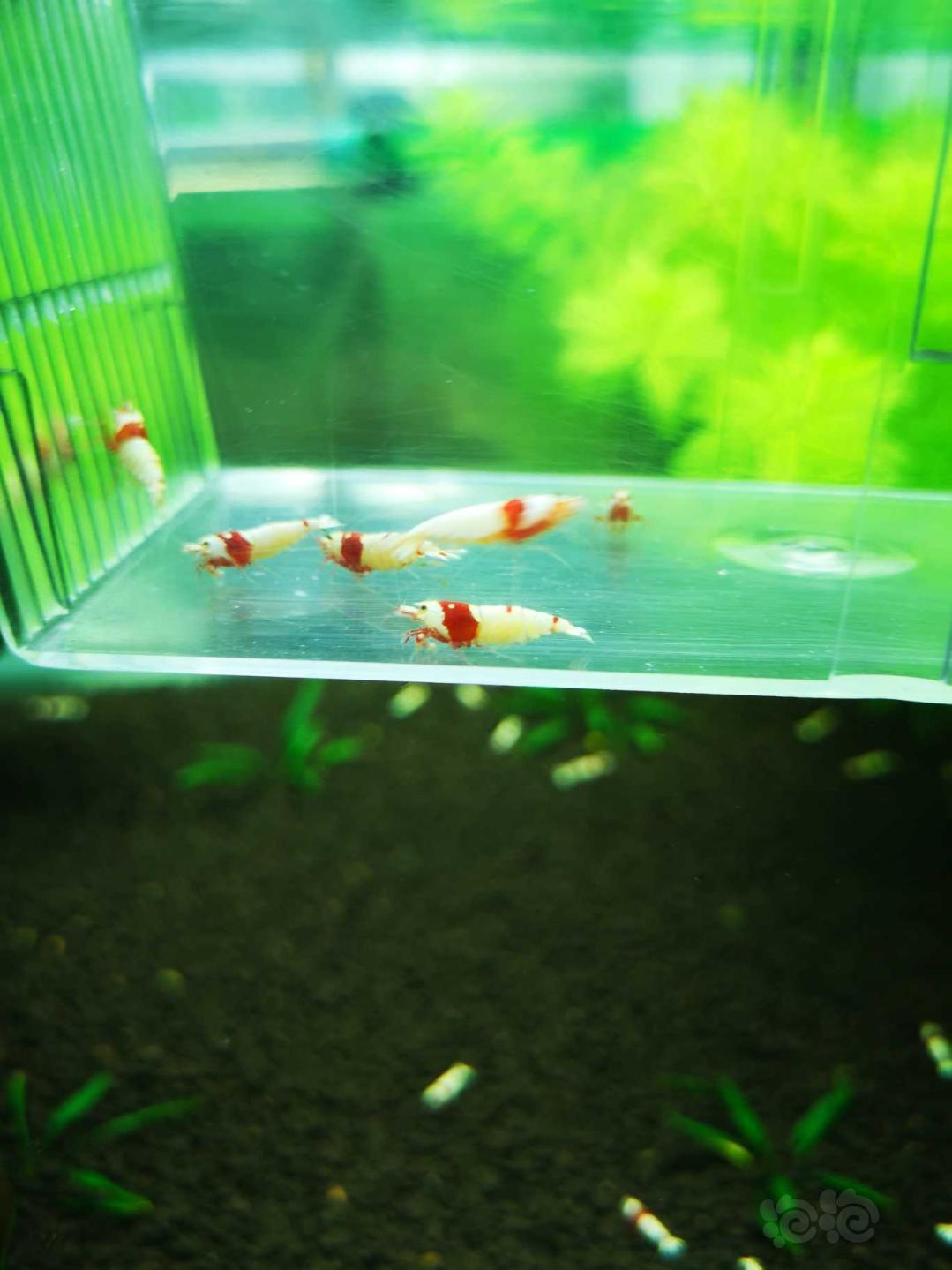 【虾】2018-10-11#RMB拍卖红白水晶虾5公7母成虾-图1