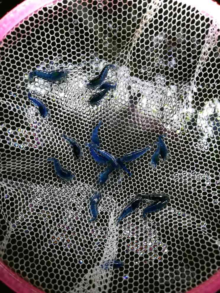 【出售】出售一组蓝宝石虾-图4