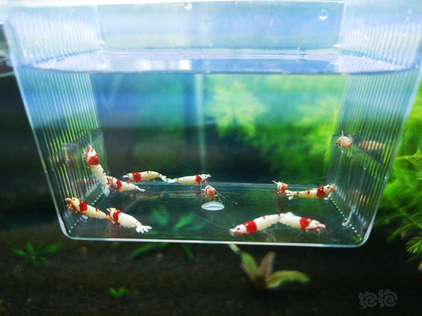 【虾】2018-10-12#RMB拍卖红白水晶虾5公7母繁殖组-图1