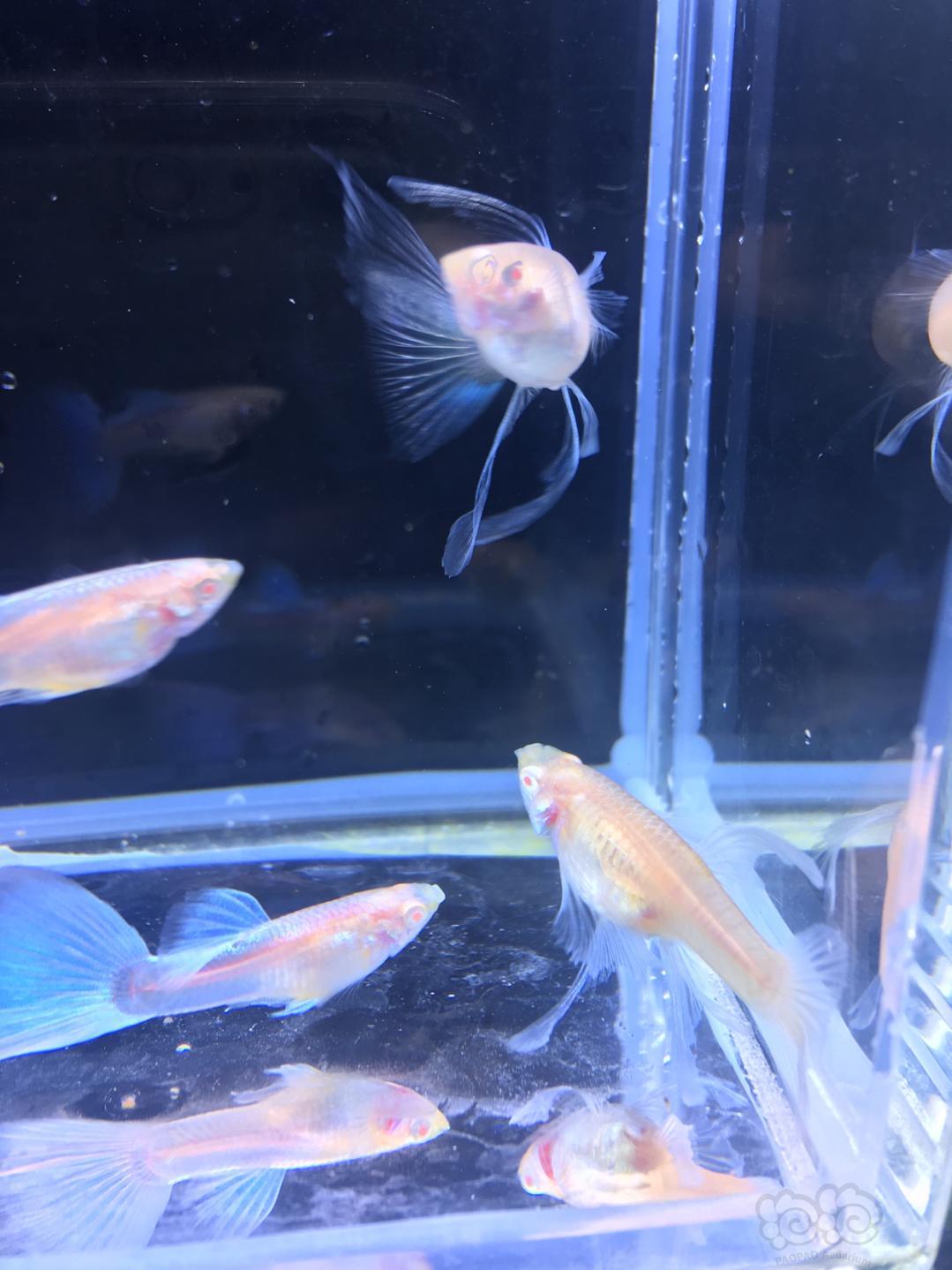 孔雀魚藍白蝶翼粗c緞帶小魚三個多月表現還湊合哈