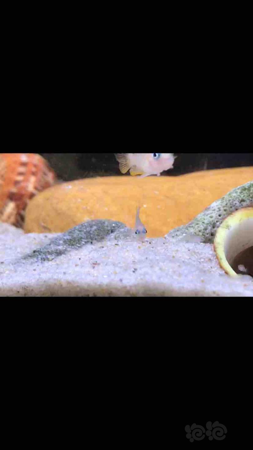 【三湖慈鲷】我的斑马贝繁殖了-图2