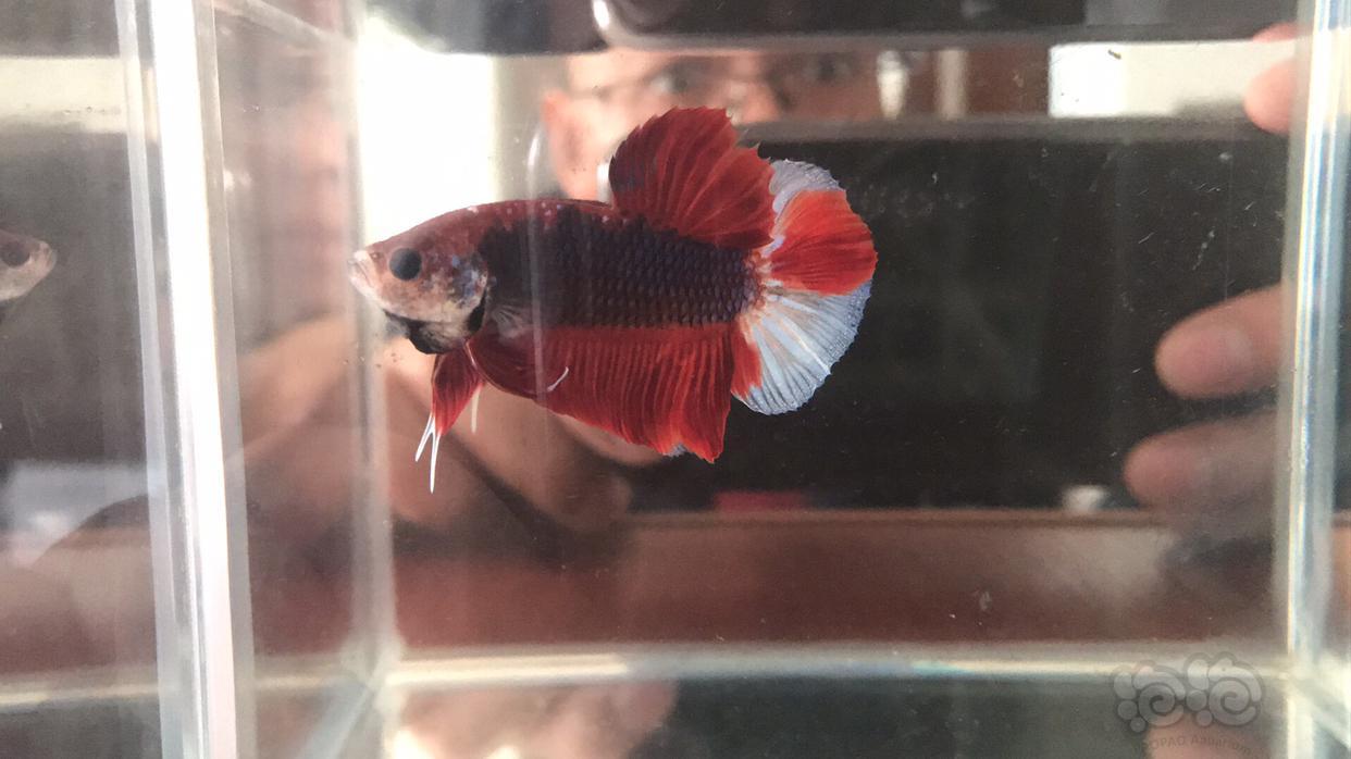 出售泰国糖果将军