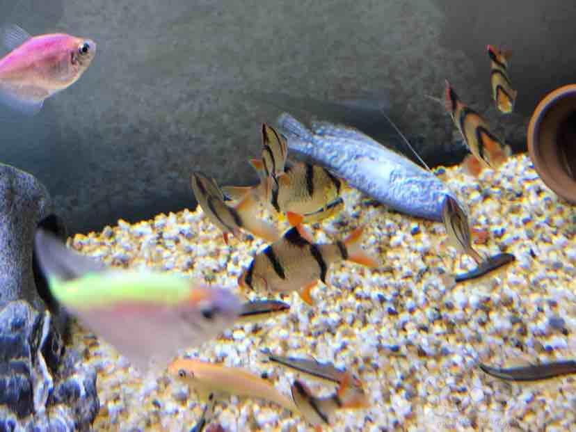 【三湖慈鲷】十间尾巴怎么红了