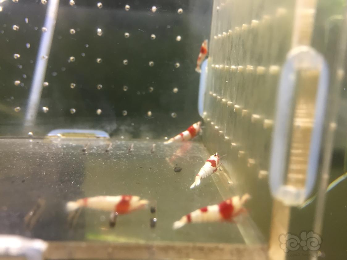 【虾】2018-10-28#RMB拍卖纯血红白20只送3只-图6