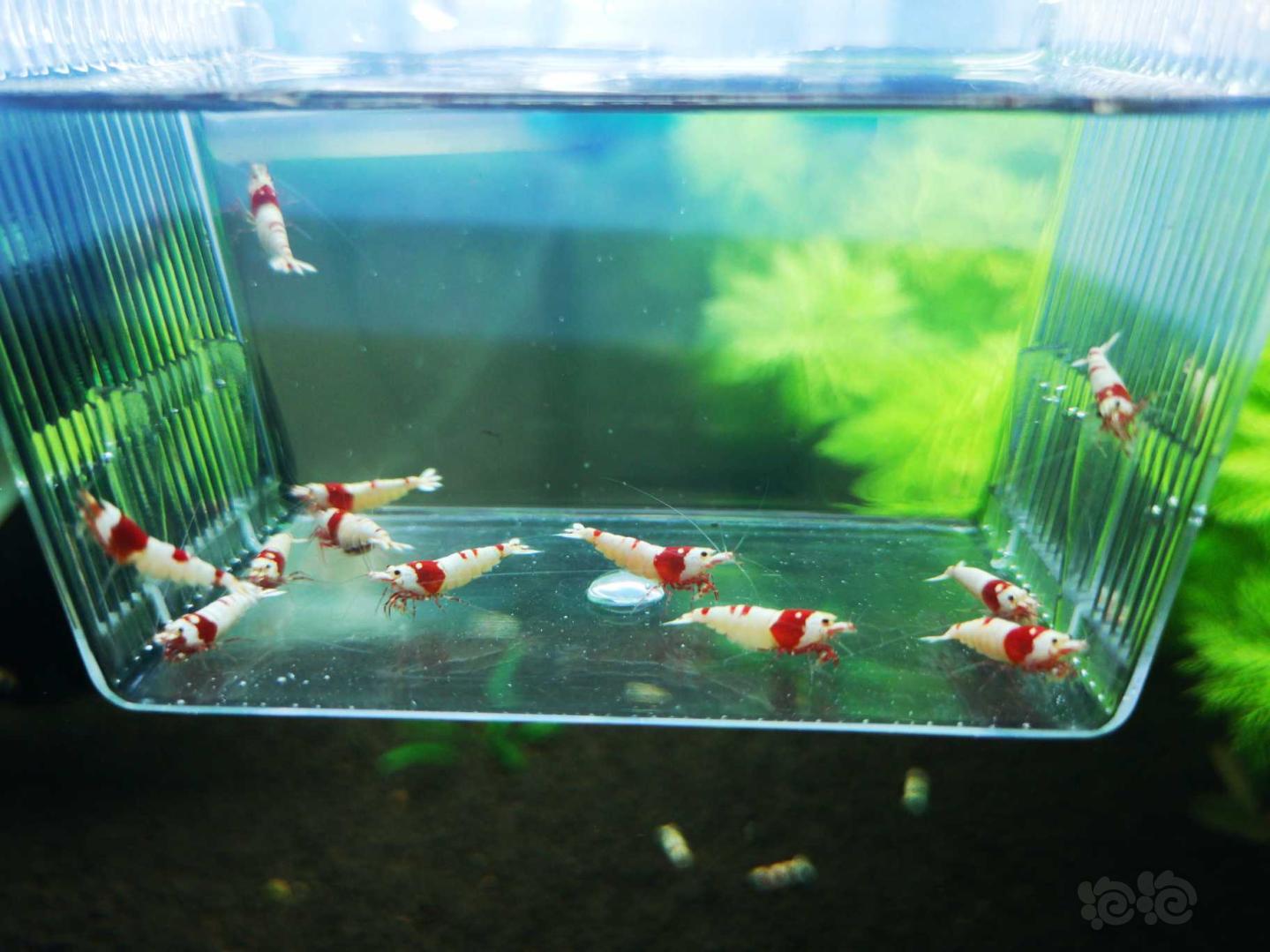 【虾】2018-10-15#RMB拍卖红白水晶5公7母繁殖组-图1