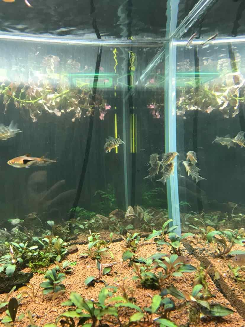 鼠鱼 入缸三天的鼠鱼怎么不在底砂游 泡泡水族