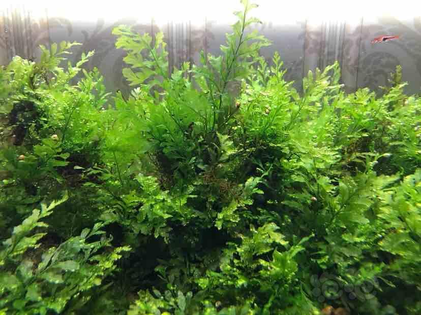 【水草】出矮种黑木蕨