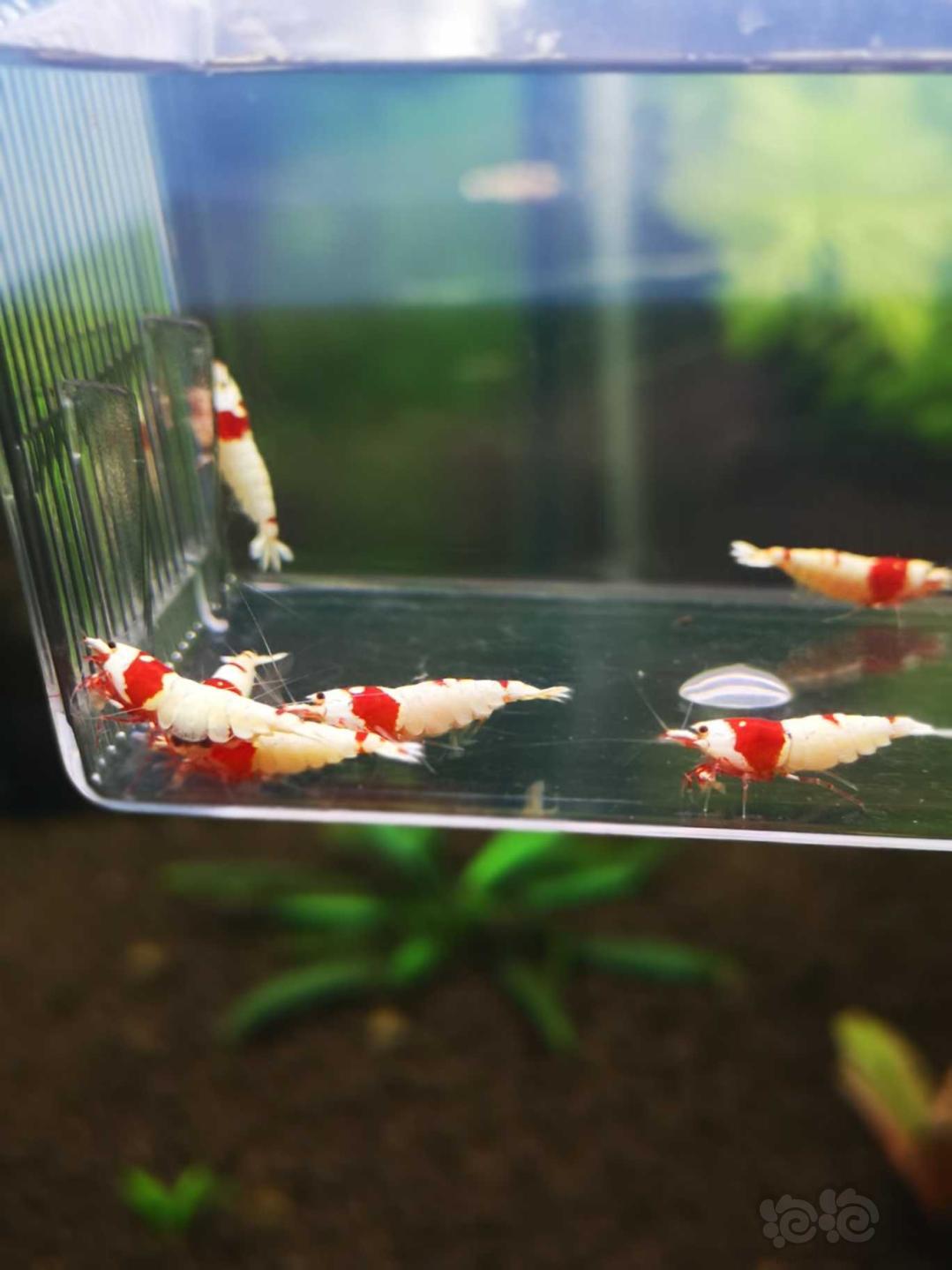 【虾】2018-10-12#RMB拍卖红白水晶虾5公7母繁殖组-图4