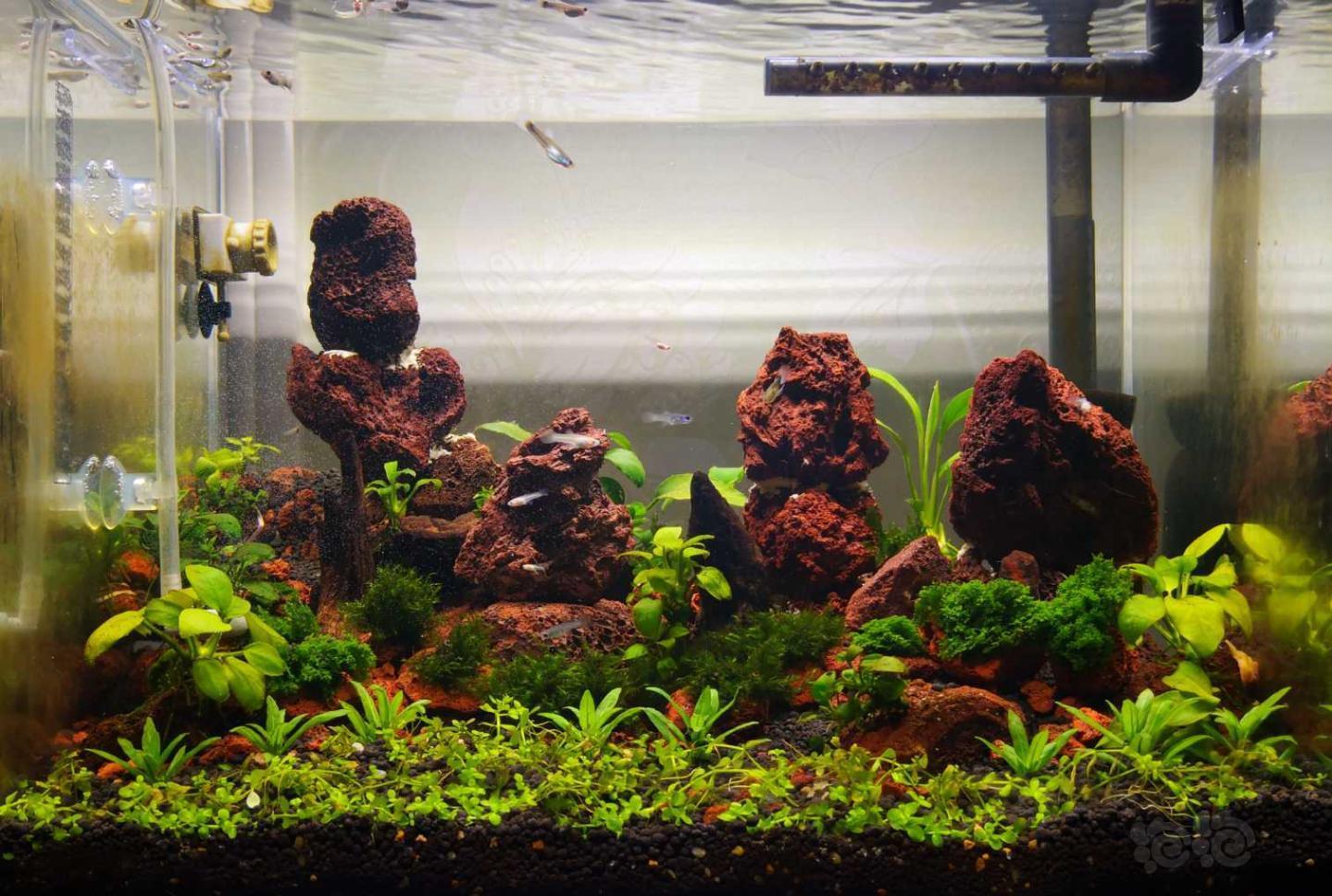 纯火山石小缸,娱乐娱乐