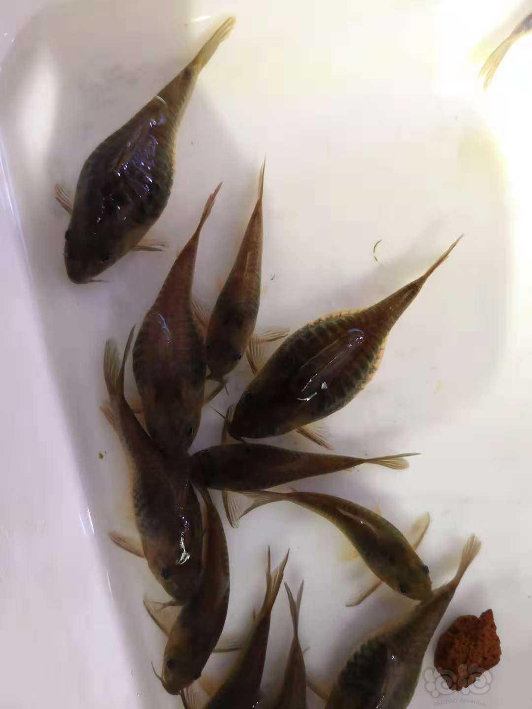 出售清缸活动出咖啡鼠成鱼