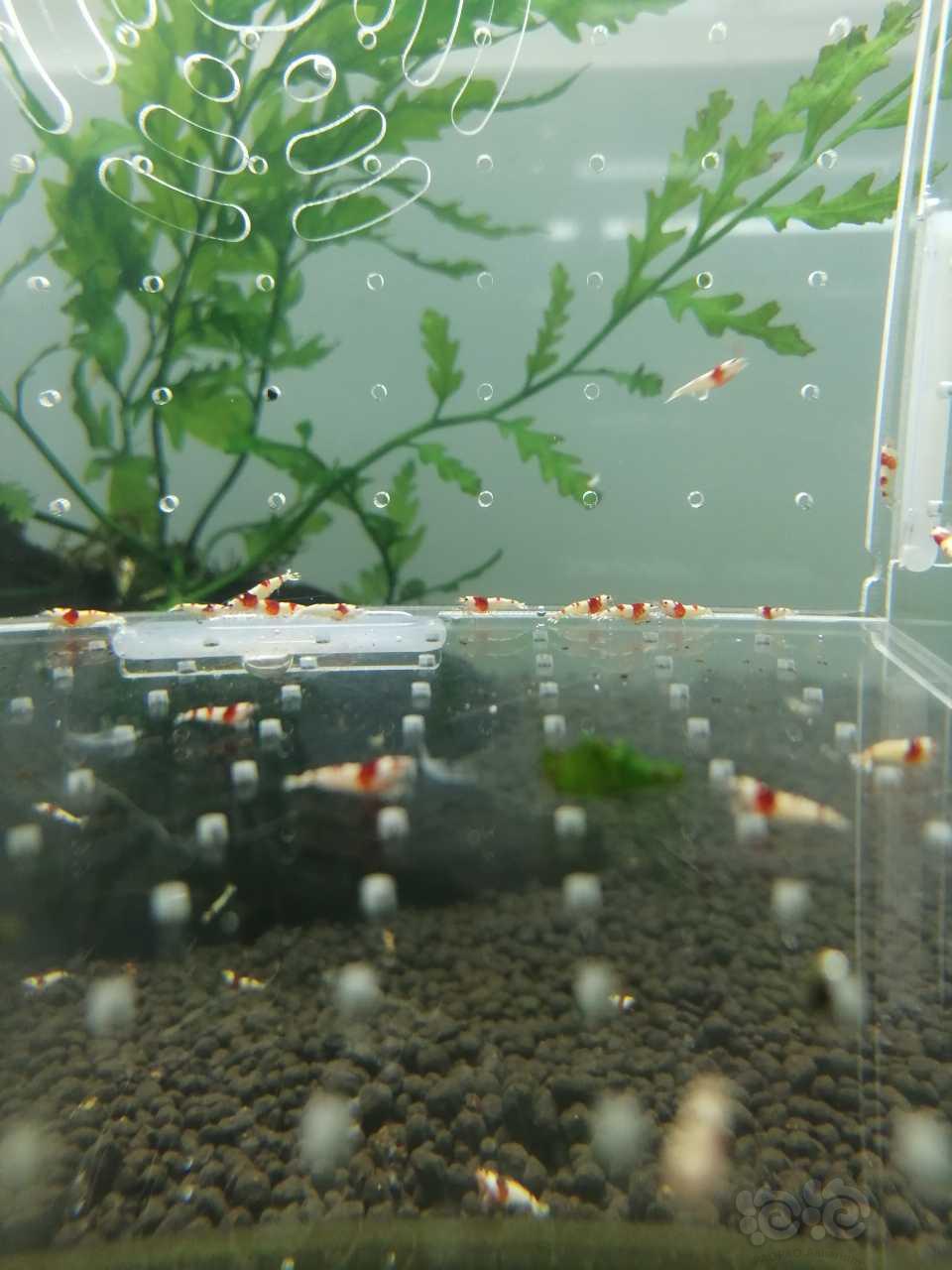 【虾】2018-10-12#RMB拍卖纯血红白水晶虾五十只-图1