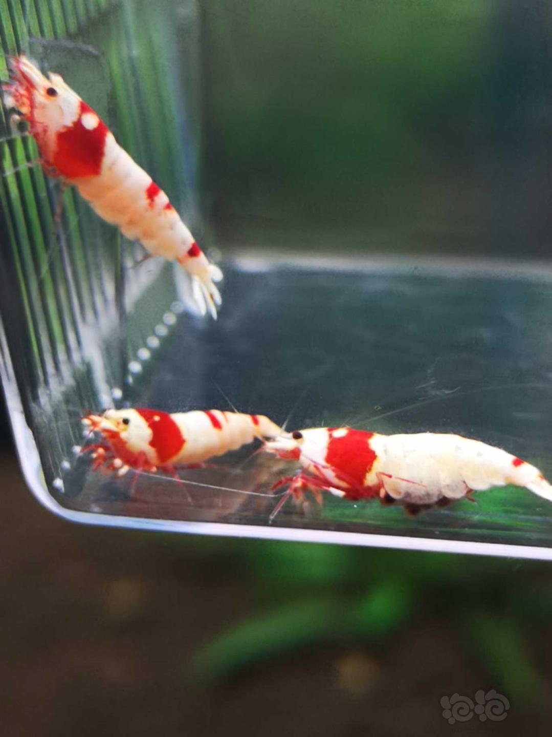【虾】2018-10-12#RMB拍卖红白水晶虾5公7母繁殖组-图3
