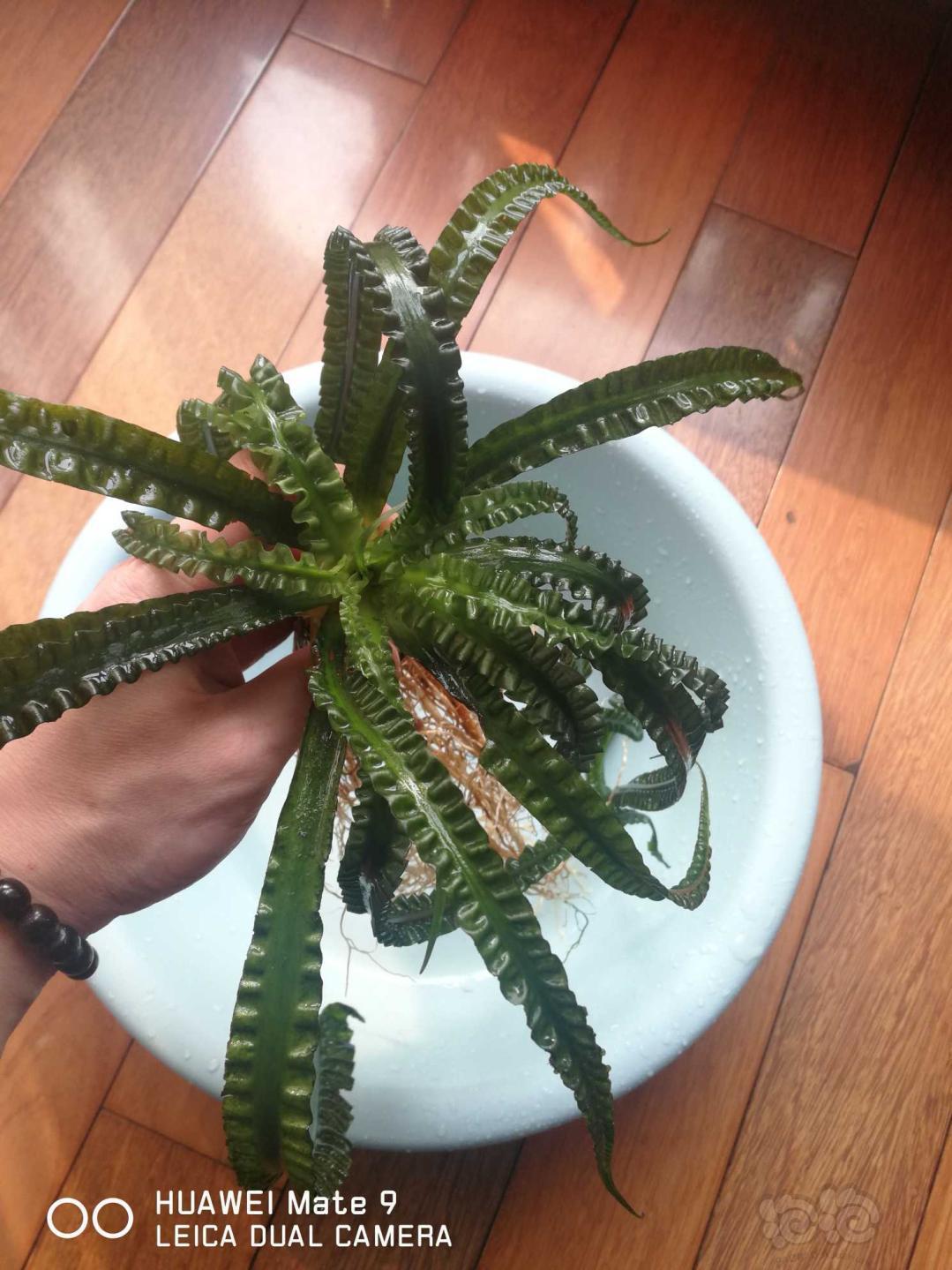 出售爱心宽叶龙鞭母猪椒草