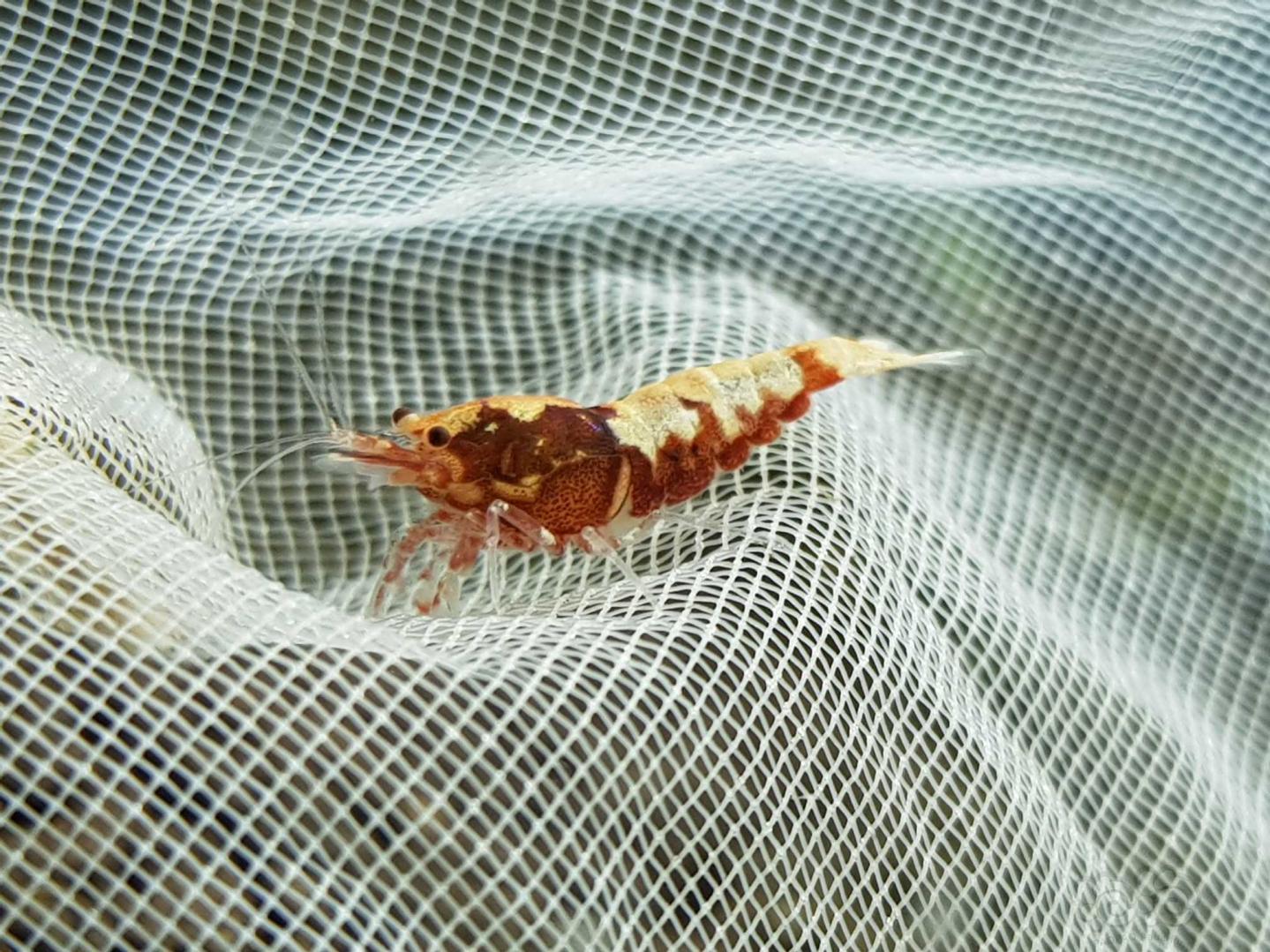 【虾】2018-10-20#RMB拍卖红银河鱼骨公虾4只-图4