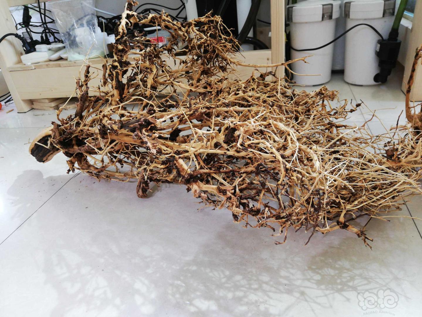 沉木出超大只泰国枝