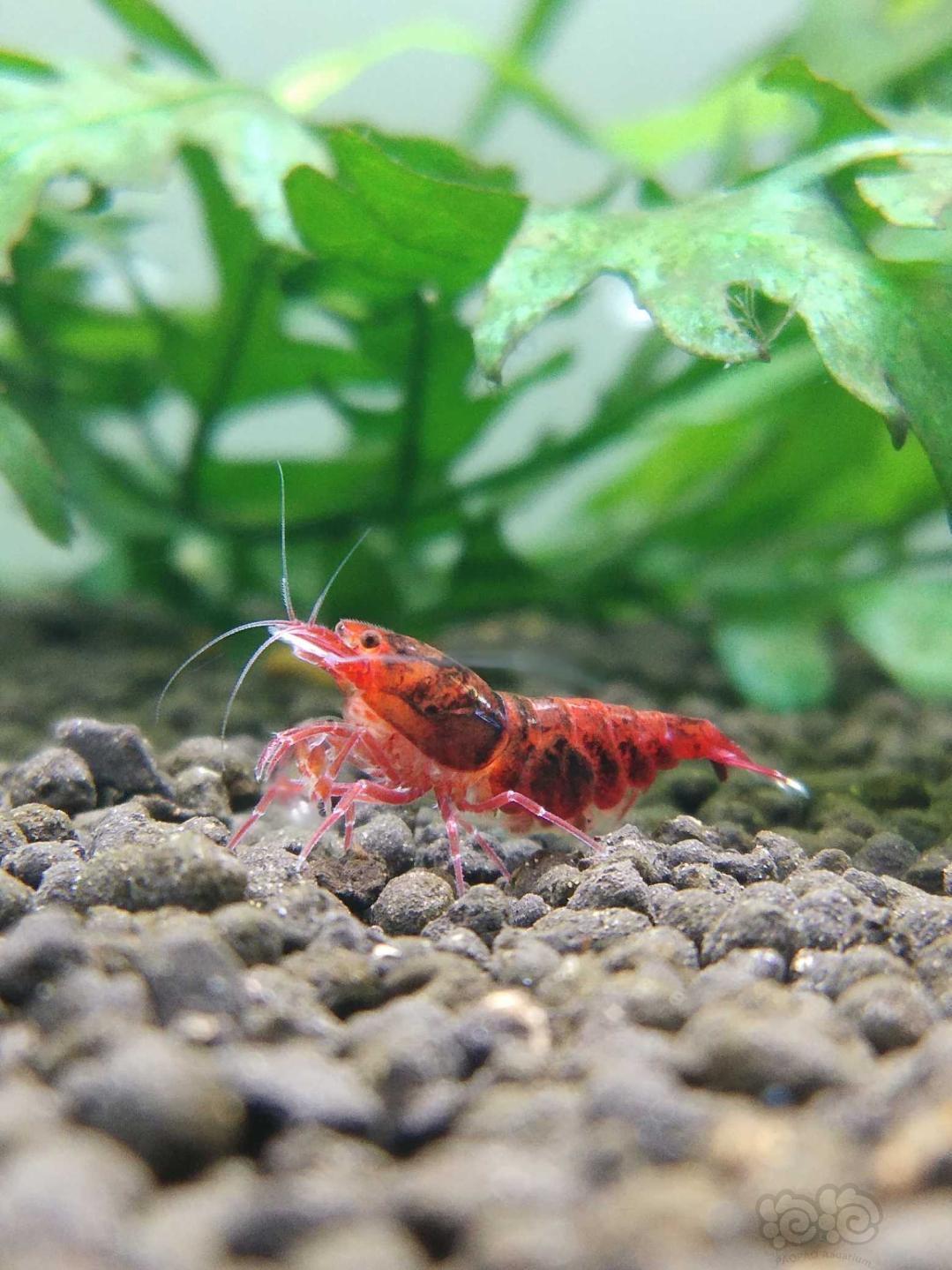 全红金刚水晶虾