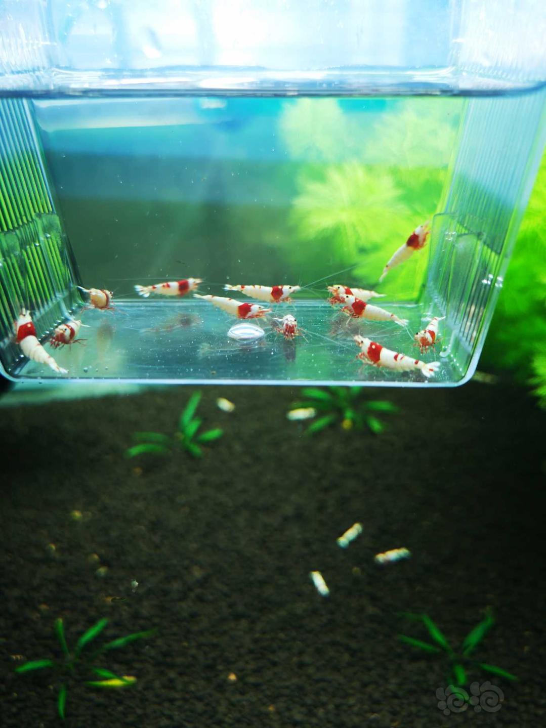【虾】2018-10-15#RMB拍卖红白水晶5公7母繁殖组-图2