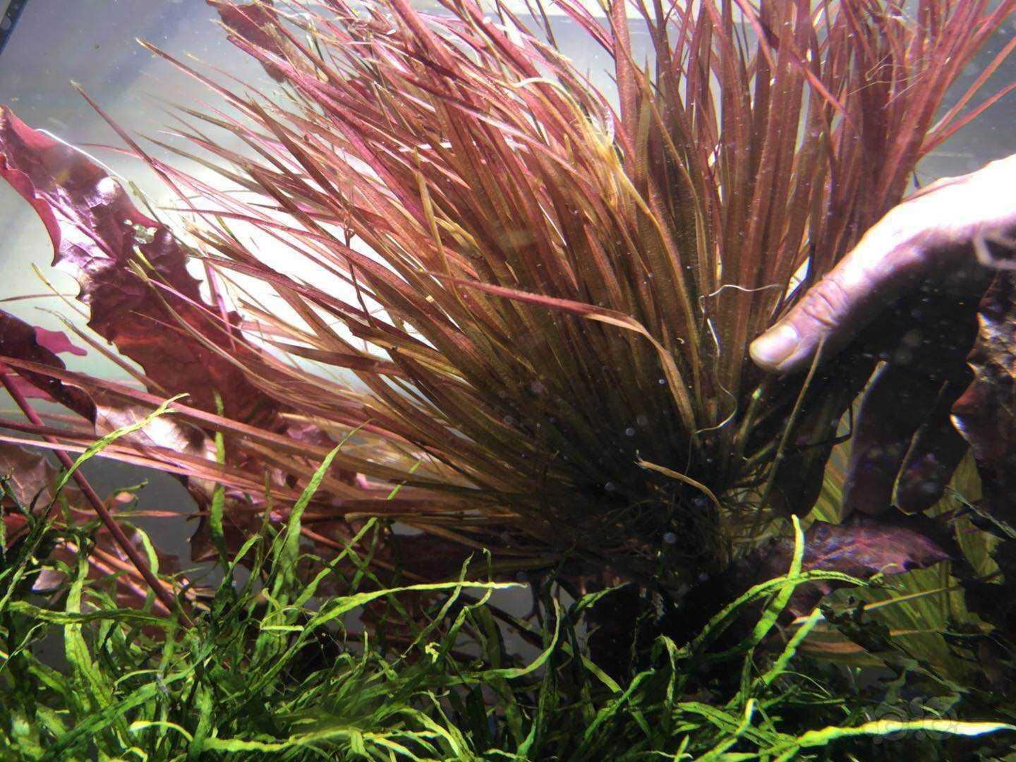 出大母株红箦藻,少量其他草-图1