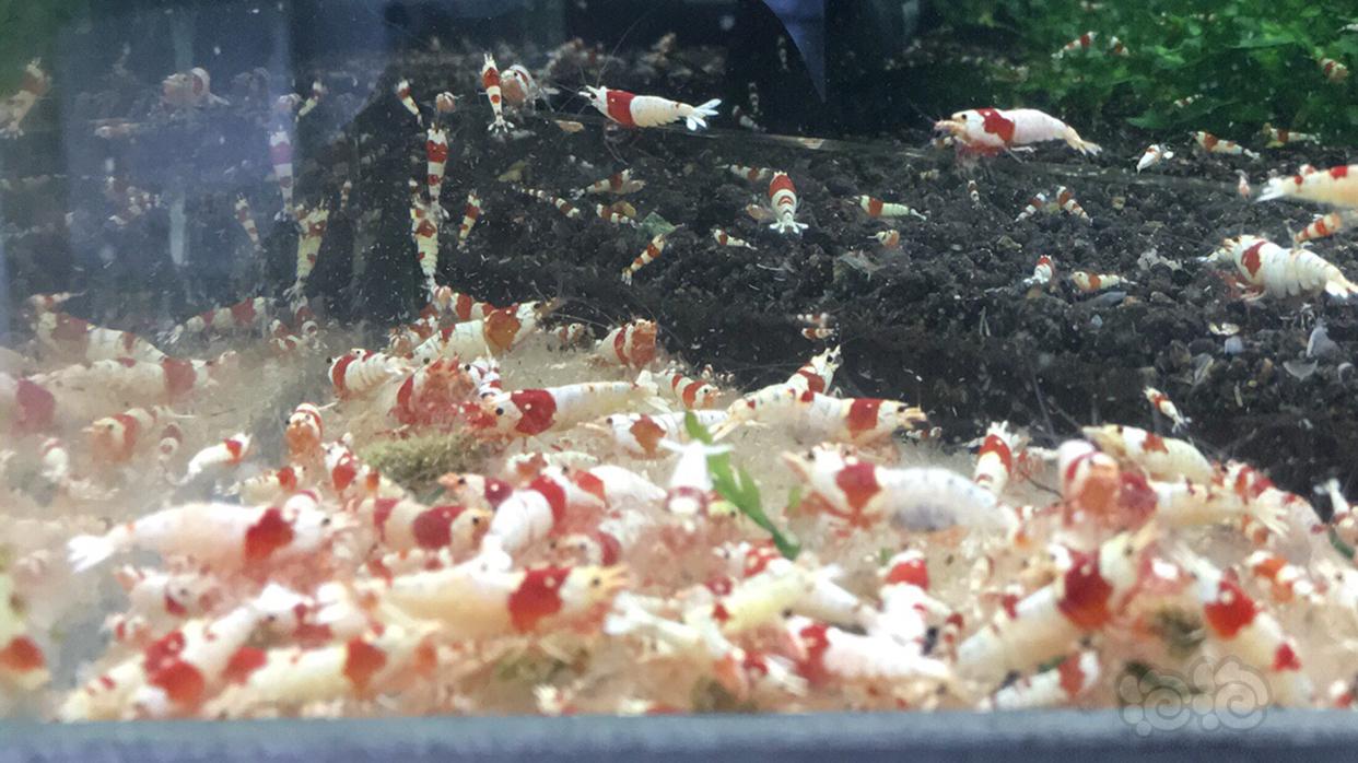 纯血红白水晶虾，每只2元，出怪蕨莫斯-图4