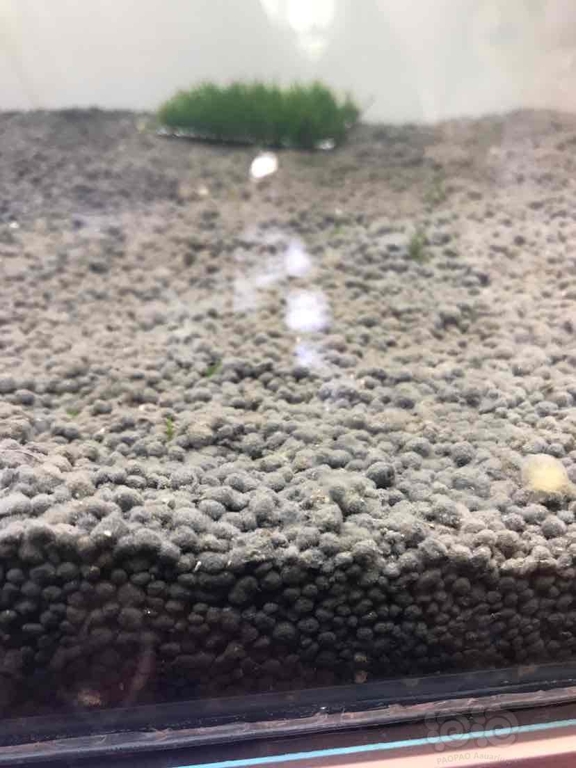 底床铺的微生物粉和酵素，泥上面长了一层白膜正常么？-图1