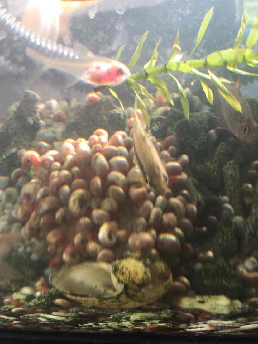 无穷无尽的苹果