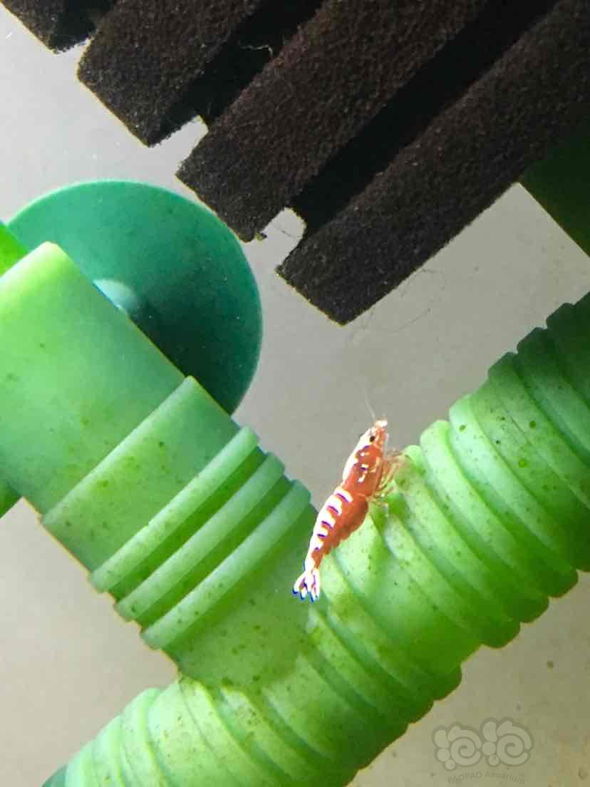 抱卵螳螂虾图片