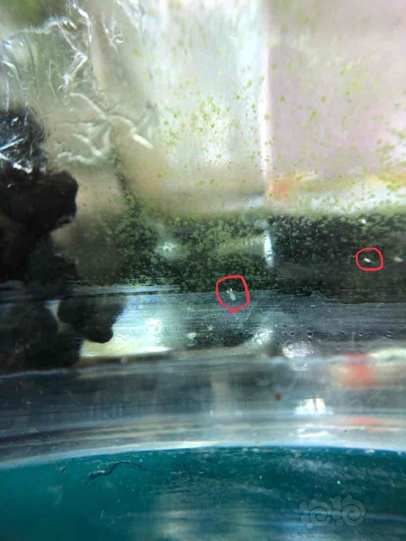 虾缸里有小水蚤-图1