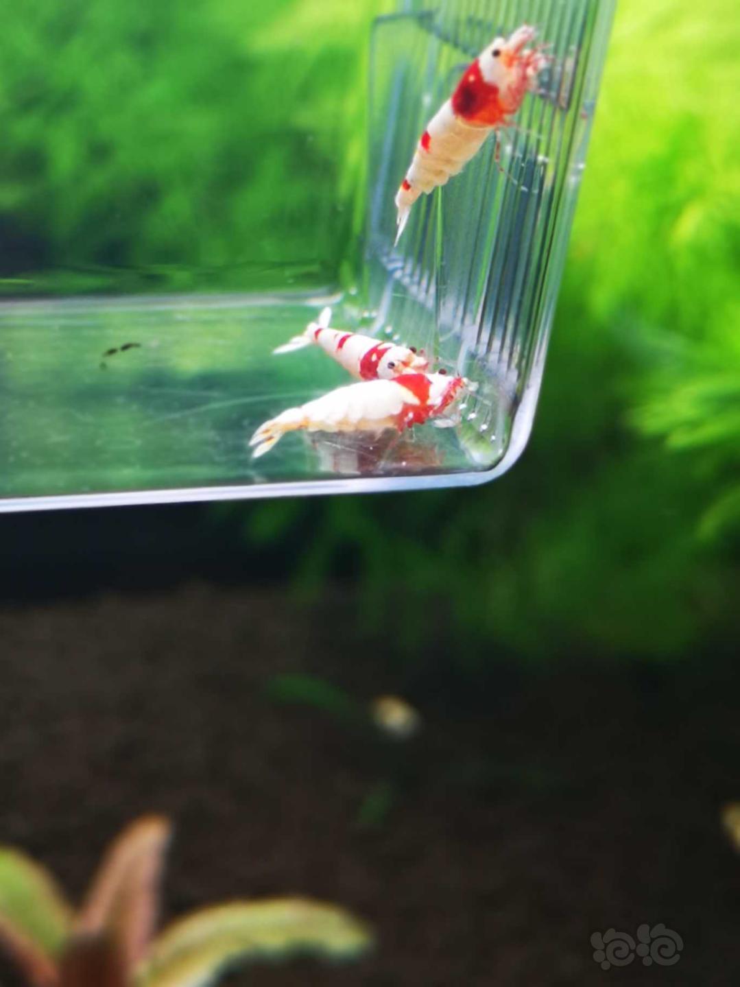 【虾】2018-10-12#RMB拍卖红白水晶虾5公7母繁殖组-图7