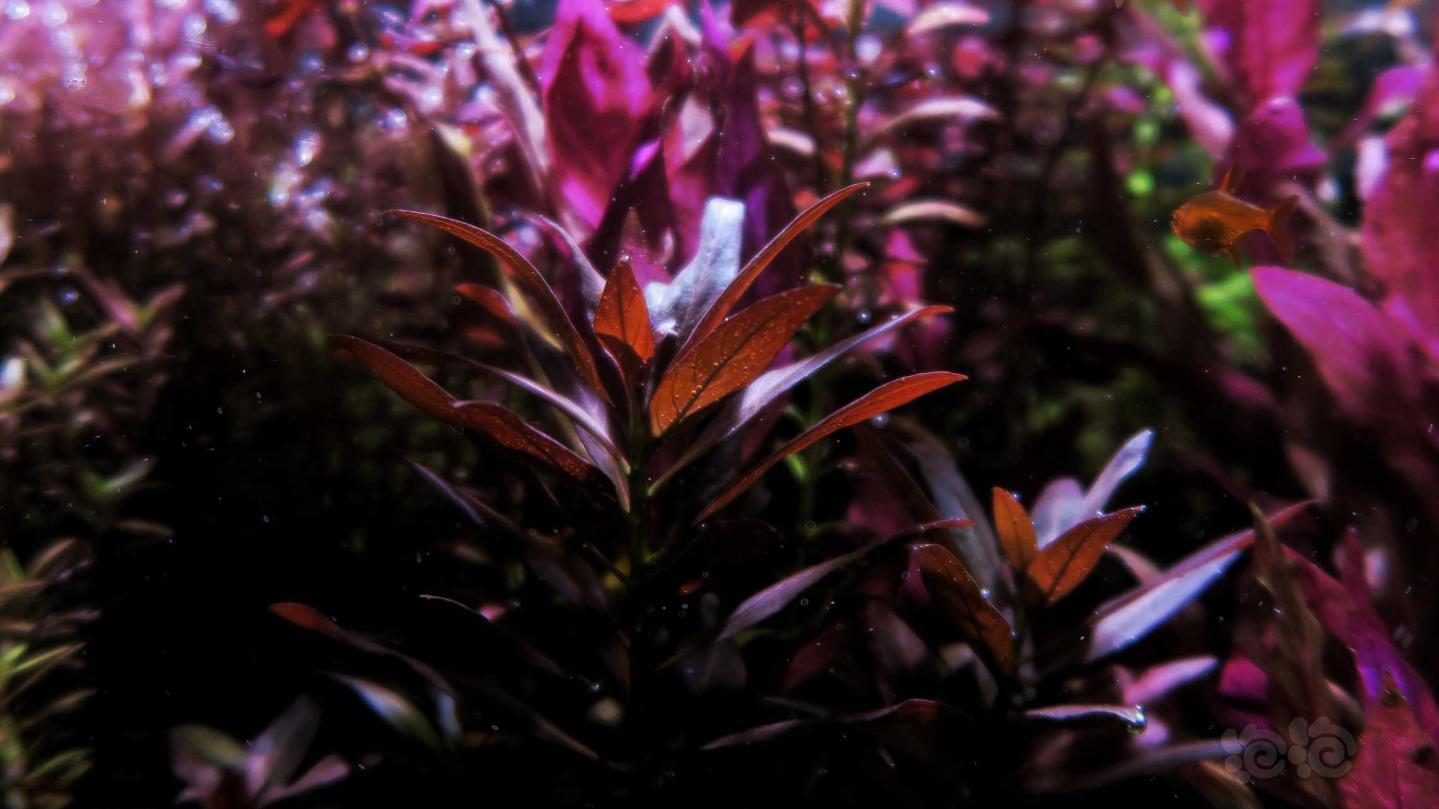 草缸彩林，红色系水草组合-图4