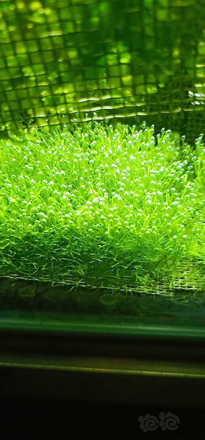 卖鹿角苔怪撅水晶大三角莫斯