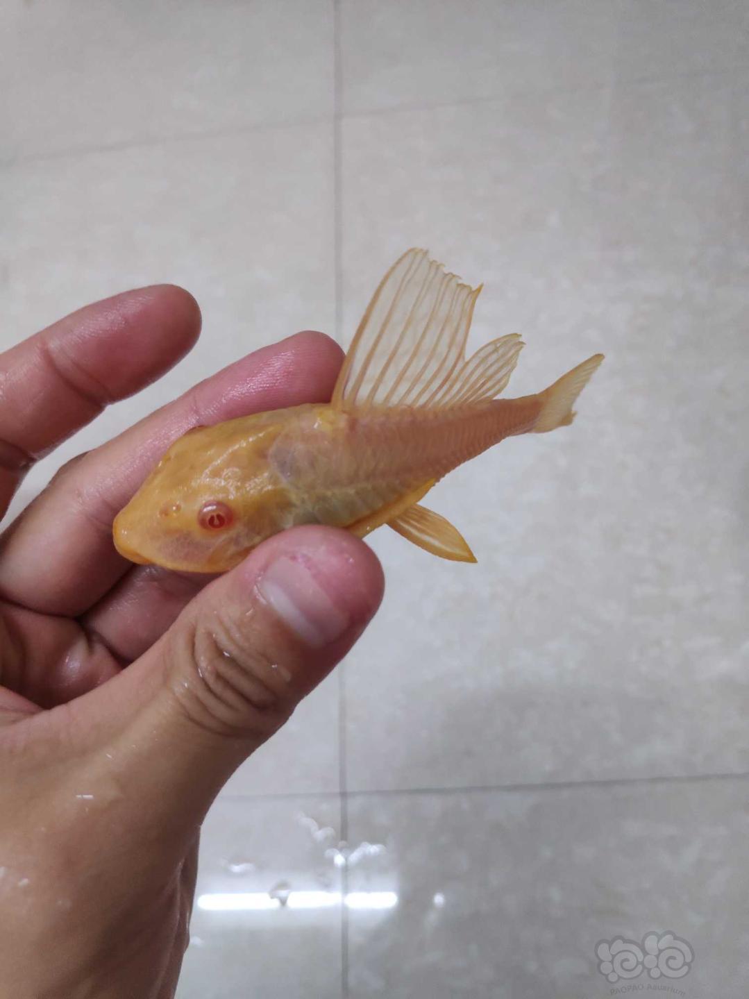 热带鱼出两条闲置的女王大帆自家养的
