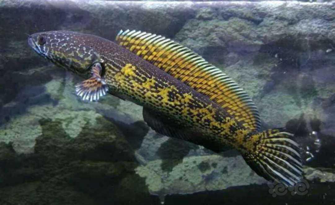 雷龙 黄金眼镜蛇雷龙 泡泡水族