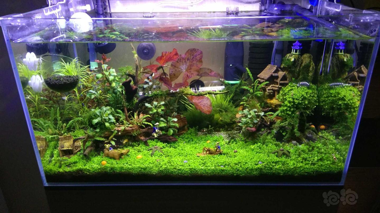 草缸- 泡泡水族