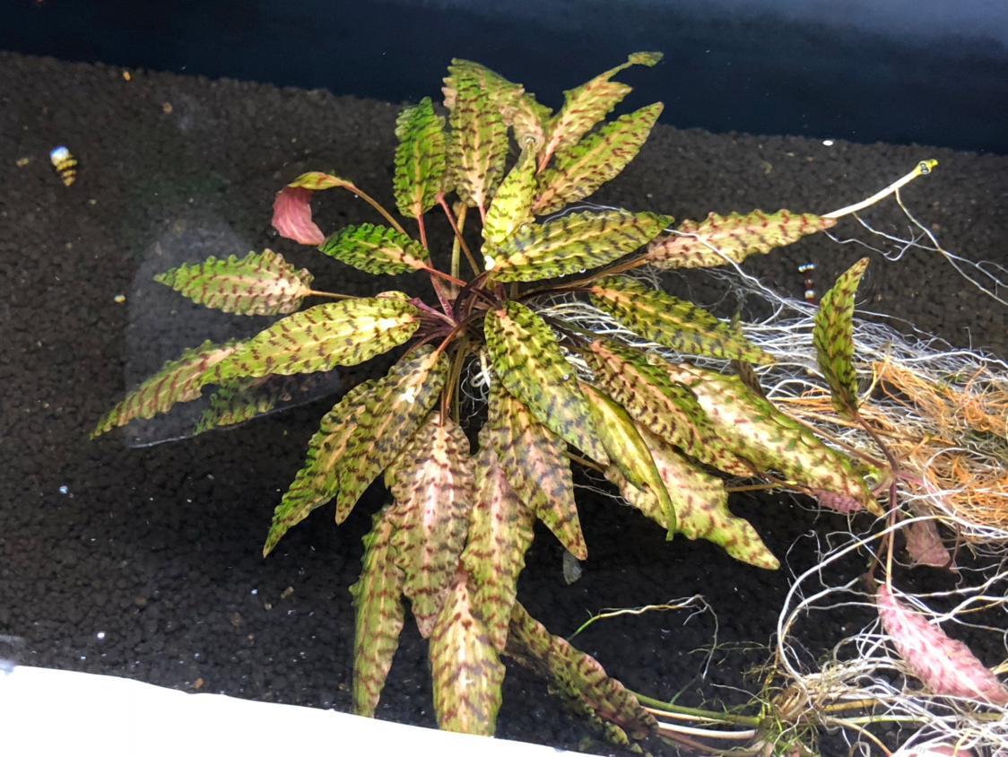 20181019rmb拍卖黄底虎纹椒草一大颗