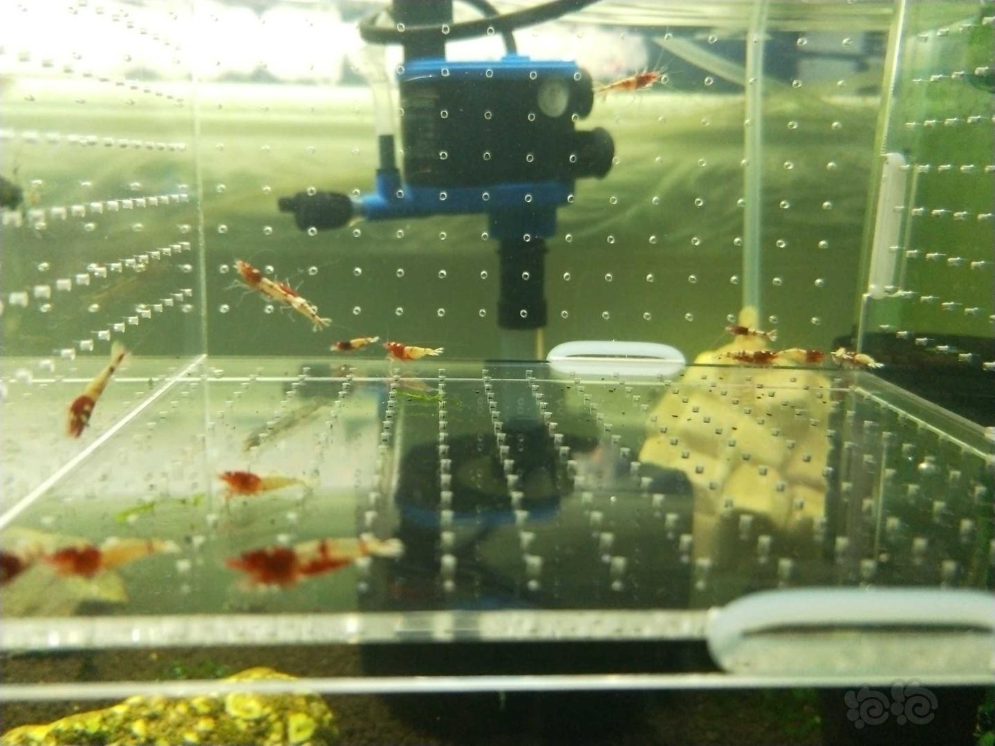 【虾】2018–10–24RMB拍卖红姘头一份20只-图2