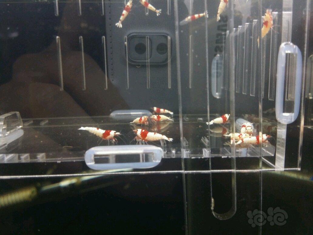 【虾】20181009#RMB拍卖红白幼虾30只-图1