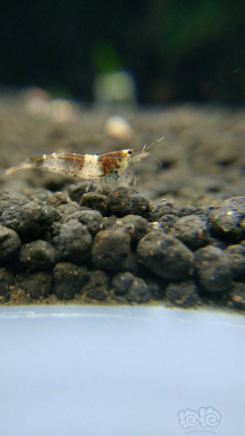 蜜蜂虾