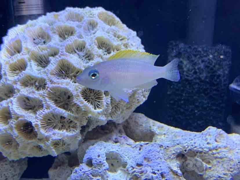 三湖慈鲷卷贝新小朋友们