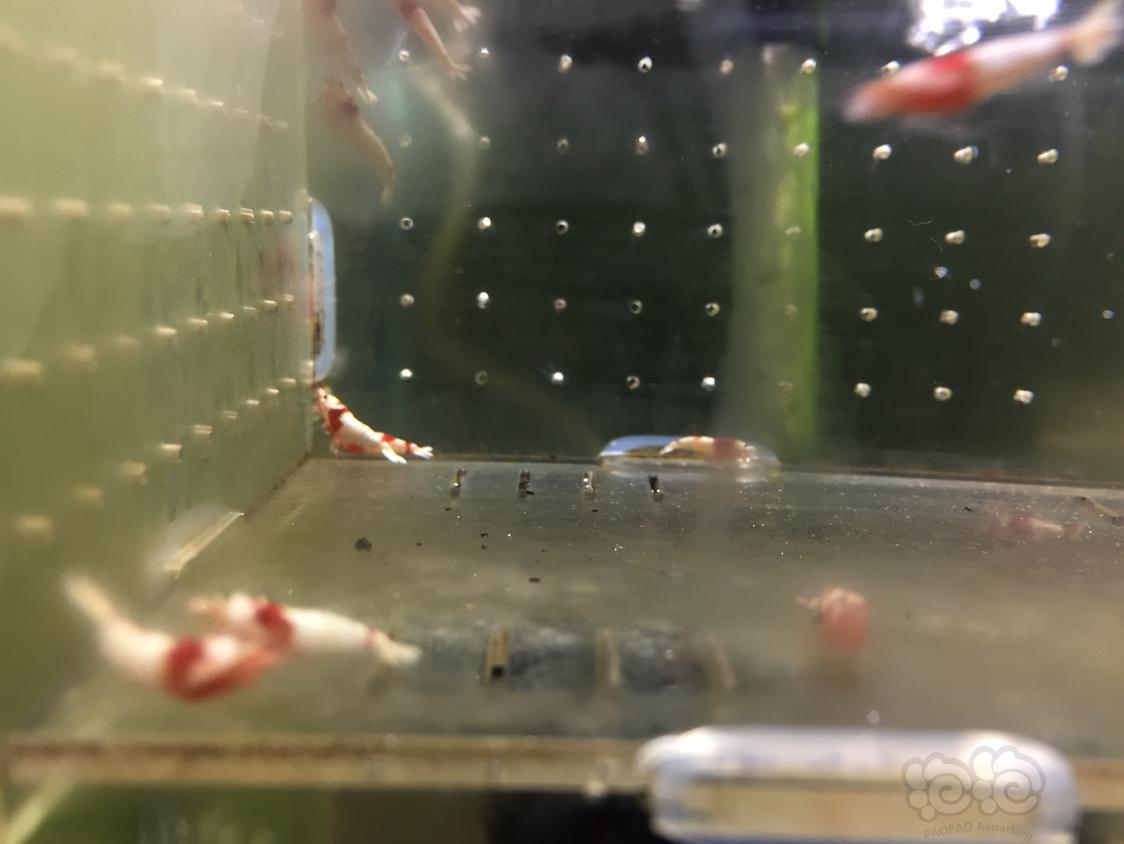【虾】2018-10-28#RMB拍卖纯血红白20只送3只-图5