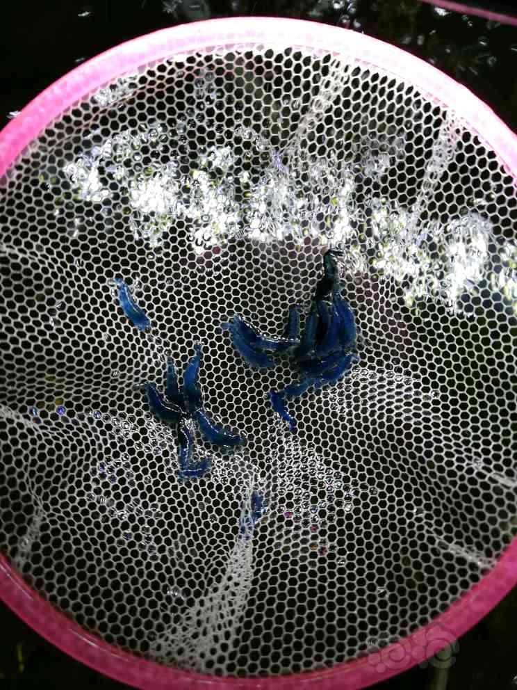 【出售】出售一组蓝宝石虾-图3