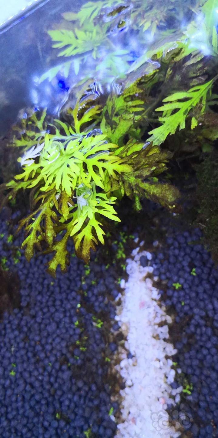 起了藻也不知道是什么藻请各位大神指点有什么解决的办法