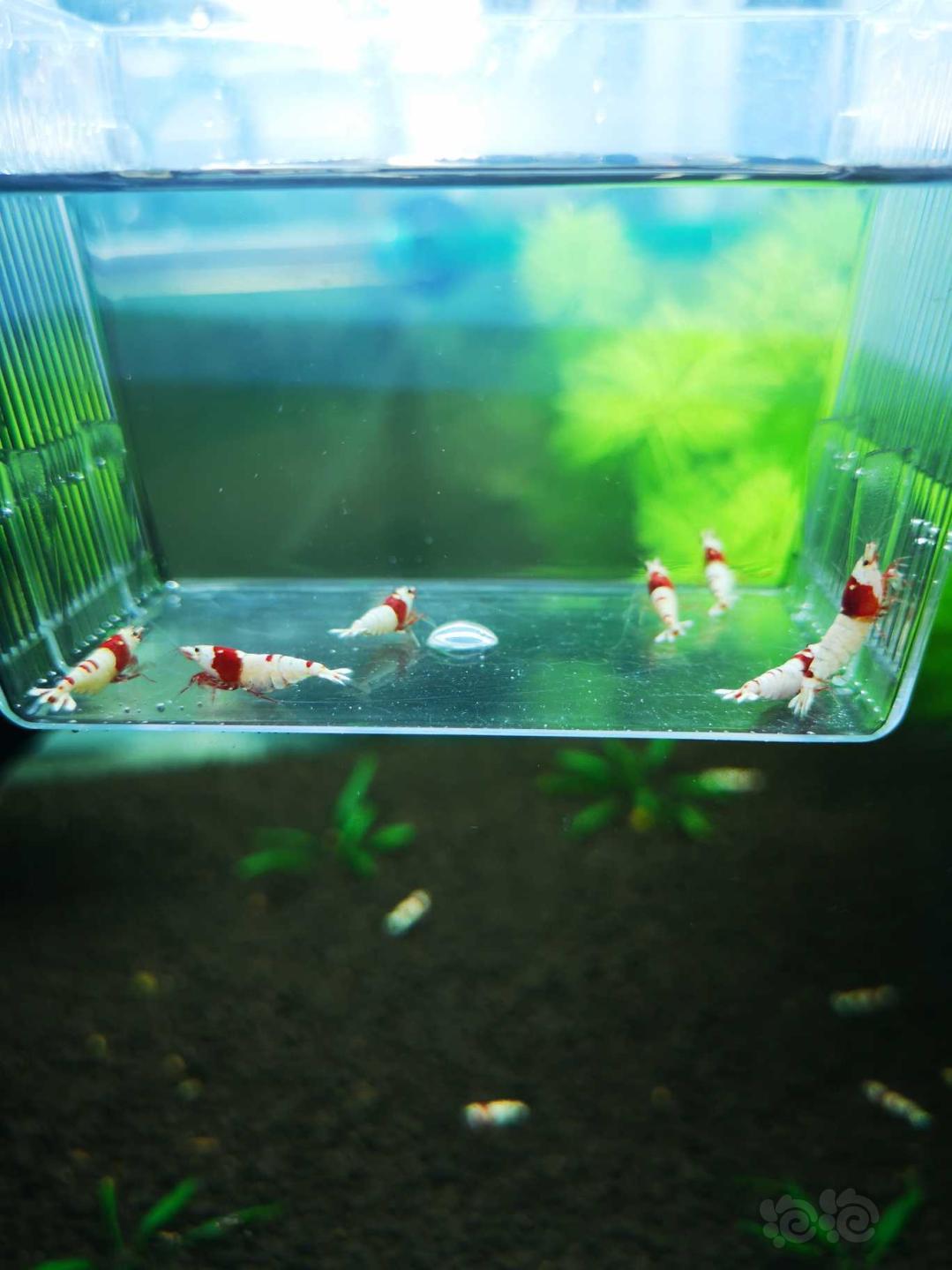 【虾】2018-10-15#RMB拍卖红白水晶5公7母繁殖组-图3