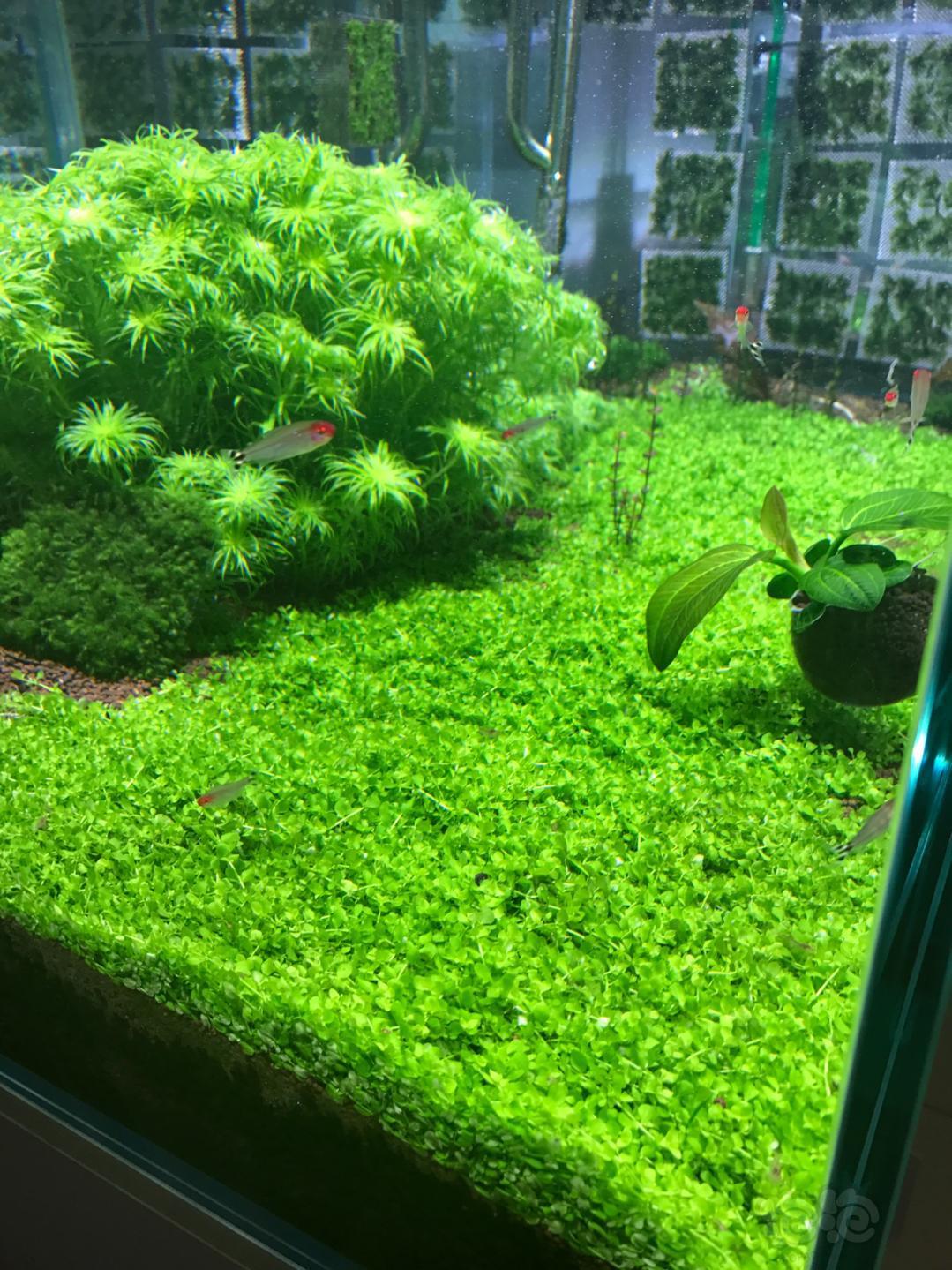 自养趴地矮珍珠