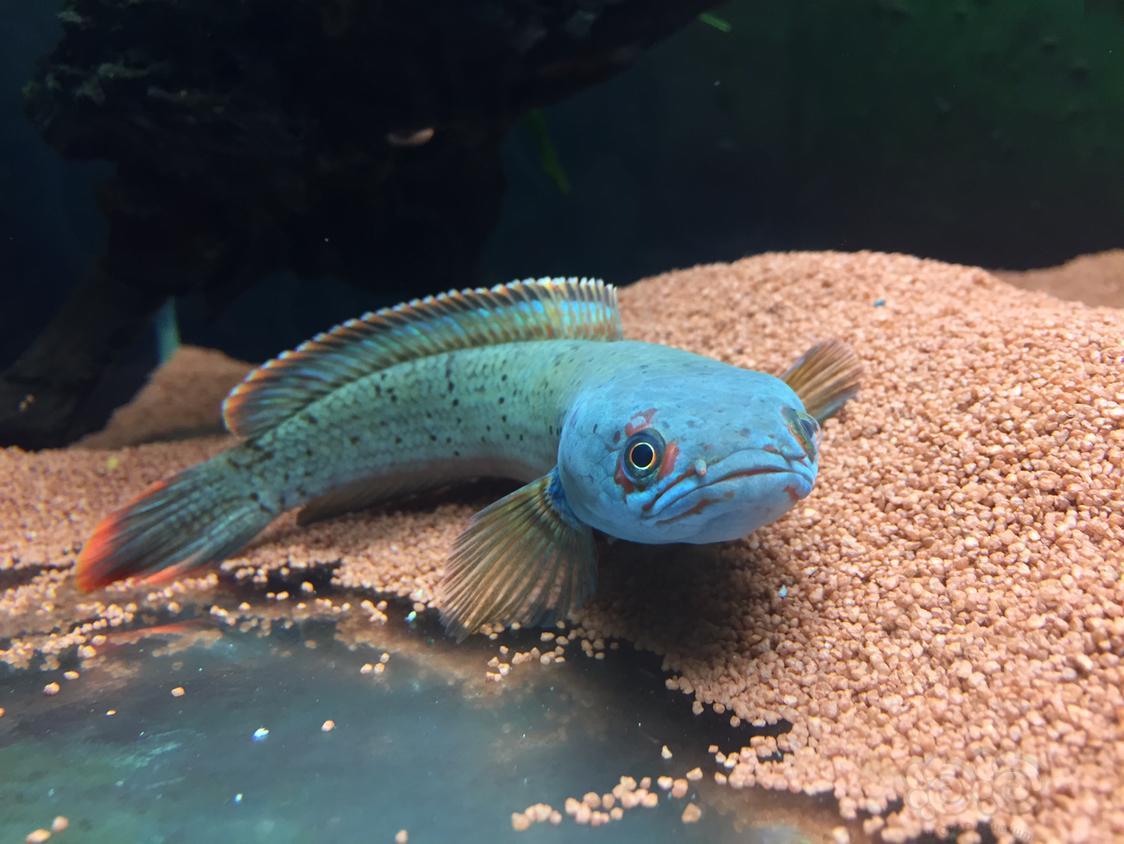 【雷龙】养了几个月的血斑1