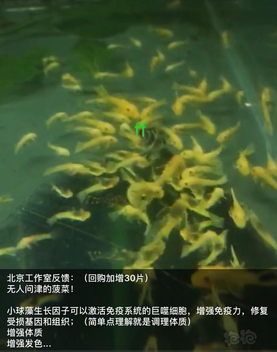 【用品】2018-11-26#RMB拍卖小球藻片一罐80g水晶虾/观赏螺，素食异形胡子大帆功能型饲料-图5