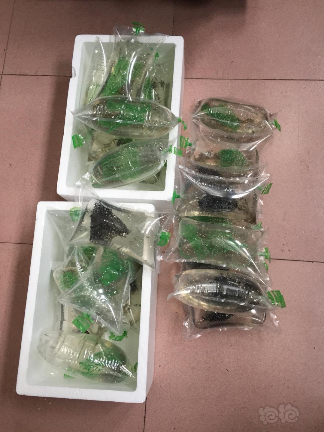 【虾】2018-11-29#RMB拍卖黑壳虾600只-图1