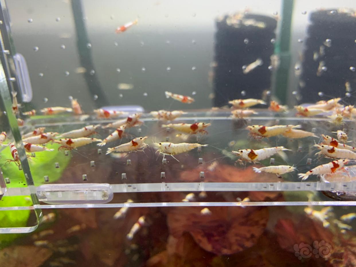 【虾】2018-11-29#RMB 红白水晶虾-图3