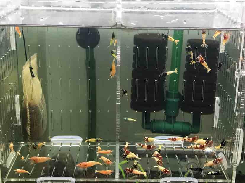 【虾】2018-11-17#RMB拍卖杂虾公虾50只-图1